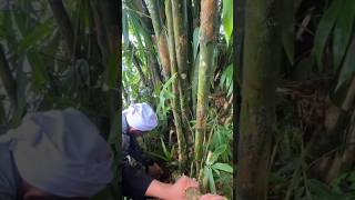 Tradisi Mencari Tirta Keluar Dari Bambu Di Pura Lempuyang Luhur.