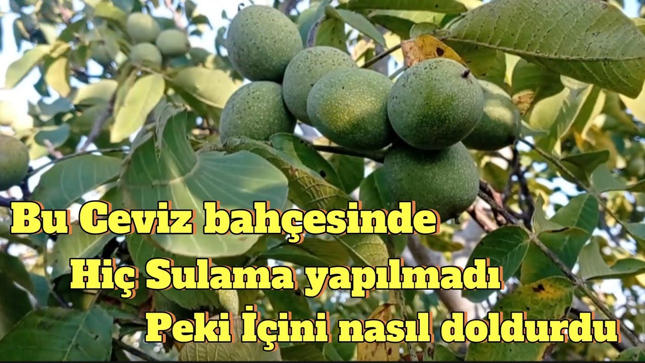 Susuz Chandler Ceviz yetiştiriciliği.Çekirdekten dikerek Bahçe oluşturdu.Aşıyı kendi yaptı.#ceviz