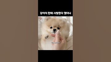강아지한테 사랑한다 했더니 반응이?!🫶🏻#강아지 #강아지쇼츠 #쇼츠 #쇼츠추천 #강아지일상 #귀여운강아지 #귀여운강아지영상 #강아지브이로그 #아기강아지 #퇴근길 #힐링영상