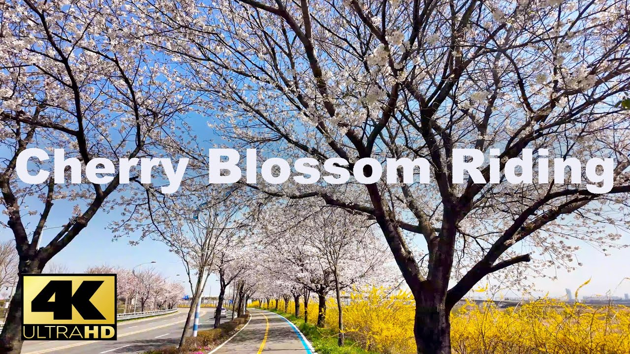 4K HDR - 벚꽃 라이딩 전라남도 나주 _ Cherry Blossom Riding