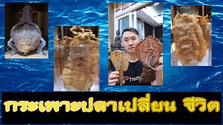 กระเพาะปลาเปลี่ยนชีวิต 2