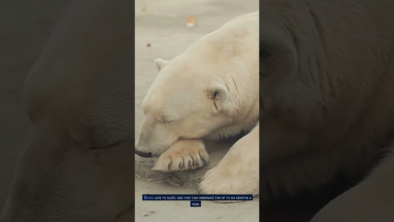 🦍 23 Animals That Take Napping to a Whole New Level 💤 | Curious Corner.