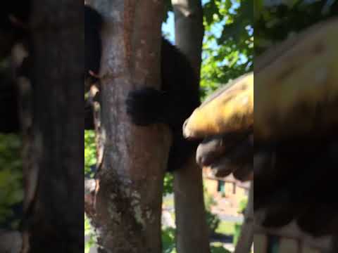 Windham Bear Cub