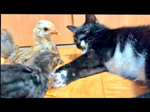 猫ソラン君が極小ヒヨコの親になるとこうなった。。