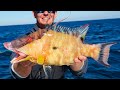 RARE to Catch this Fish! Catch Clean Cook (Hogfish)