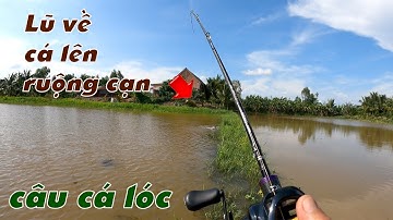 Câu Lure Cá Lóc ✅ Câu Cá Lóc Đầu Mùa Lũ Trúng Mánh Ruộng Cạn Nhiều Cá To | Tâm Râu Vlog #266