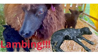 Lambing world’s smallest sheep/ Happiness and Hart-brake