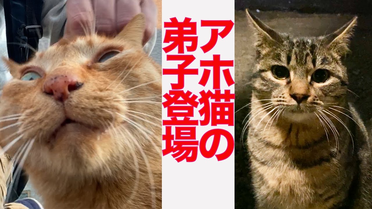 パワーからあげアホ猫、子猫がまさかの弟子入り The stray cats
