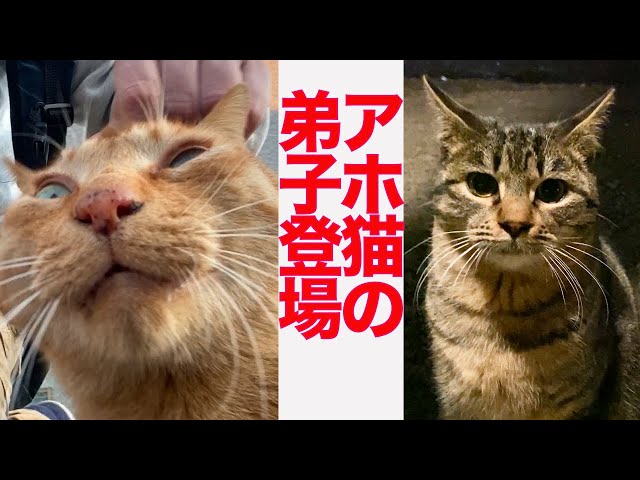 ポラ猫 懐かしの写真より 逆さボス まだヒラ猫時代！ 偉くなる前w