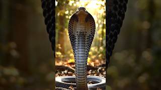5 जानवर जिनसे साँप भी काँपते हैं! King Cobra bhi inse darta hai!