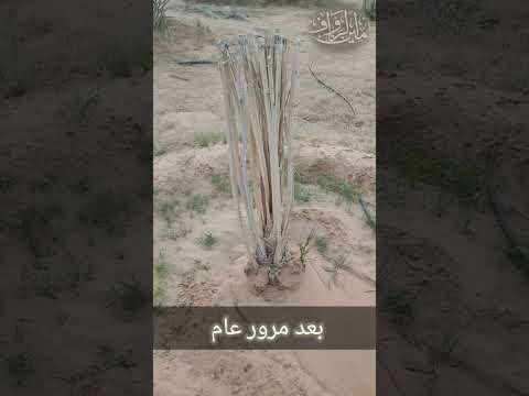 الفسيلة بعد عام