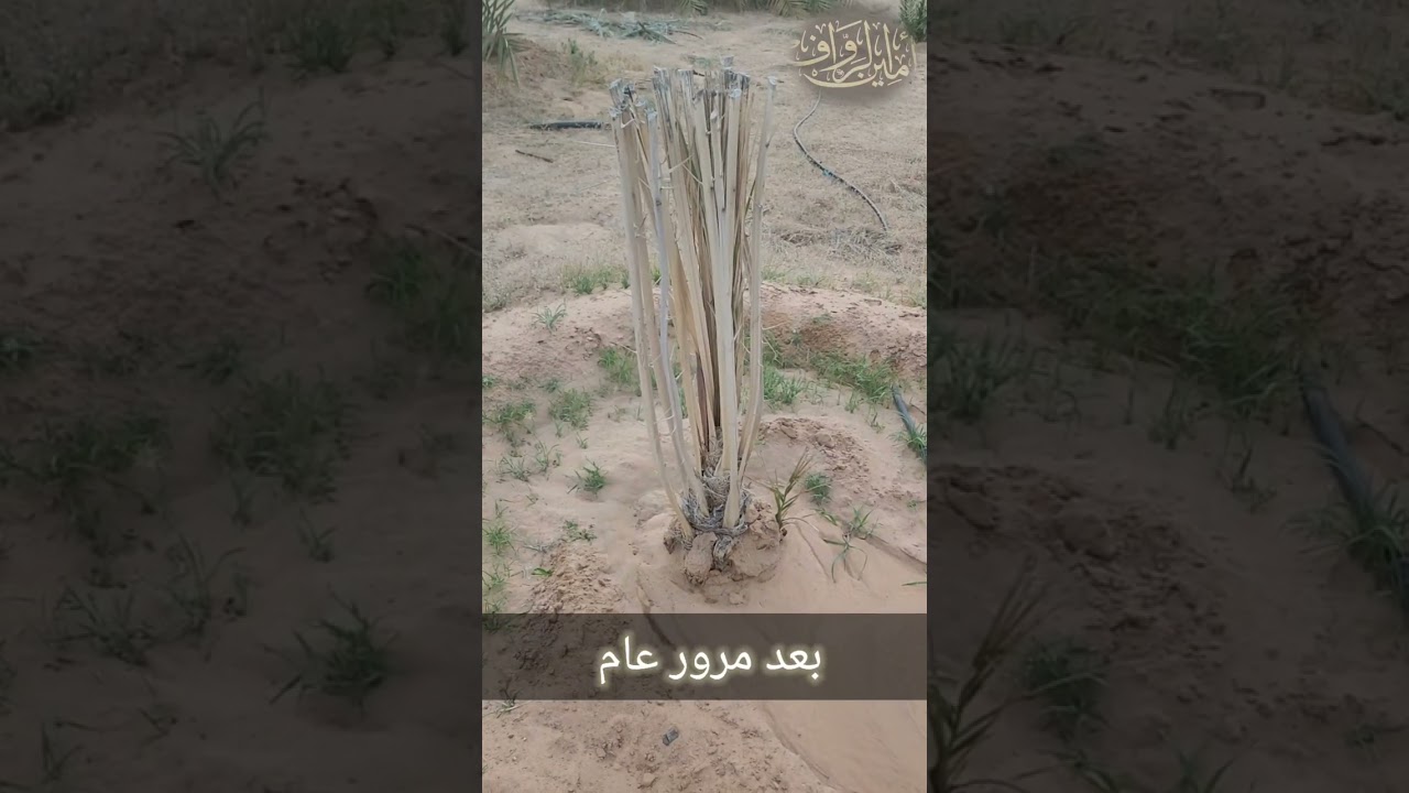 الفسيلة بعد عام