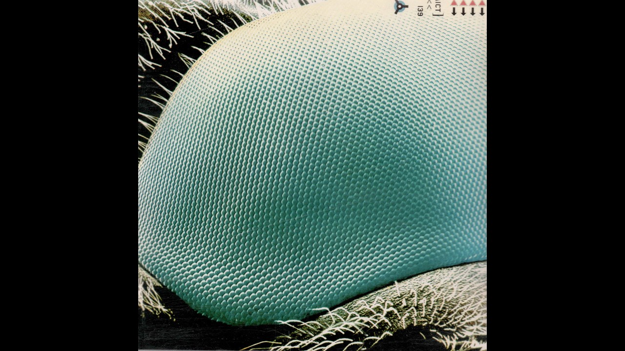 Boom Boom Satellites – Fogbound - YouTube
