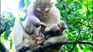 Amanda clean her skinny newborn monkey, Baby Monkey Activities | Educational Wildlife Video
