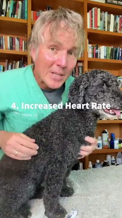 7 Signs of Heat Stroke in Dogs