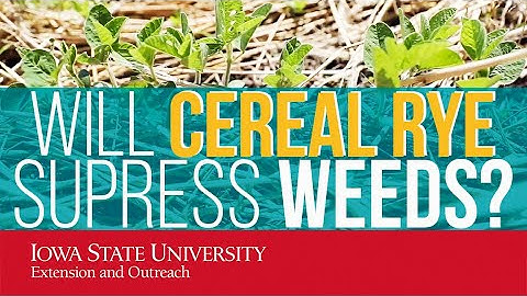 Will Cereal Rye Cover Crop Suppress Weeds? WEED CONTROL