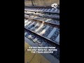 Kitten rescued from tracks minutes before train arrives