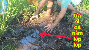 BẮT CÁ CẠN THEO CẬP RUỘNG KHÔNG NGỜ GẶP DŨNG NÀY CÁ NHIỀU GHÊ | Phúc TV 84/catch fish in the west