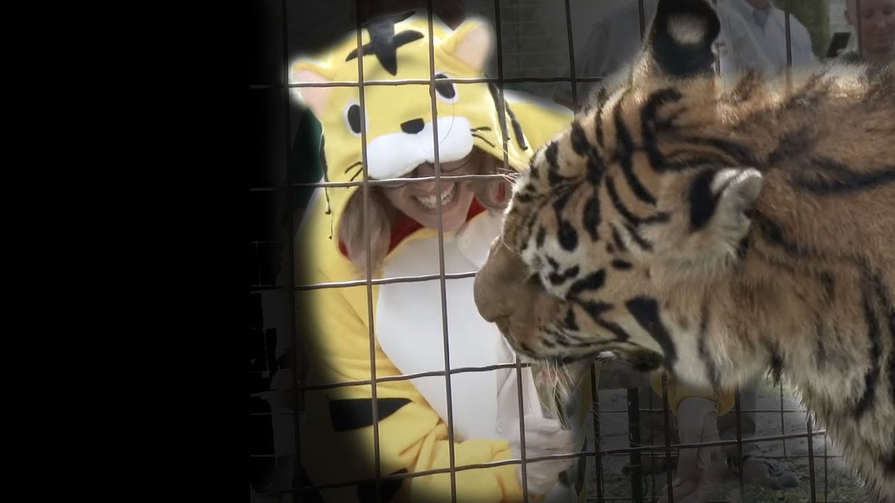 Zeus Tiger | Big Cat Rescue | Wild cats in the wild: Our mission