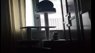 큰고양이 작은고양이 screenshot 2