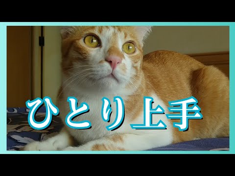 ひとり上手な猫
