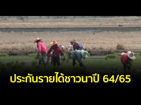 ตรวจสอบเงินประกันรายได้เกษตรกรปี 64 65 Update 2022 ประกันรายได้ชาวนาปี 64/65