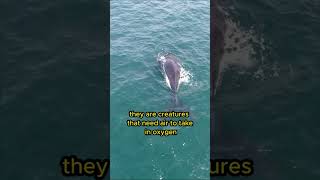 Amazing facts | Whales are mammals that breathe with lungs #shorts #animals #facts #whale