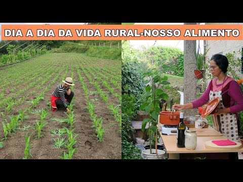INSETICIDA CASEIRO-CURGETTES A