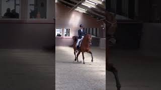 A Kanz Of Kossack Kanz Albidayer X Ariel By Aja Shakakhan