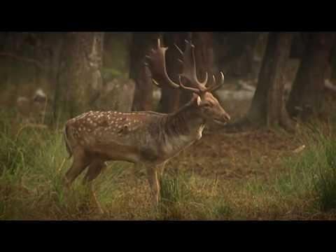 قنص حيوان الأيل بالرصاص الحي