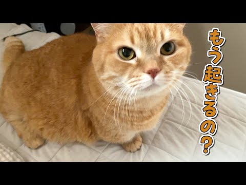 早朝に起きたママに付いてくる甘えん坊な猫が可愛すぎる！