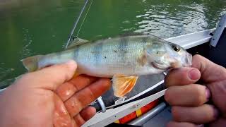 На поисках осеннего жора хищной рыбы на реке Обь