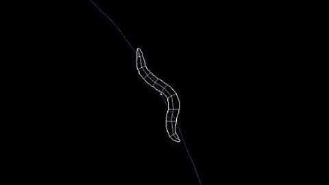 N2 (wild-type) C. elegans Locomotion - Multi-Worm Tracker Recording