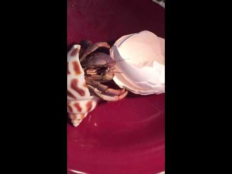 Hermit crab eating egg shell