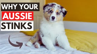 Why your Australian Shepherd Smells Bad & 3 Ways to Fix It by Juniper Pets 12,790 views 2 years ago 4 minutes, 47 seconds