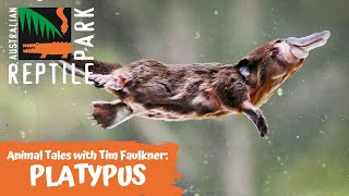 ANIMAL TALES WITH TIM | EPISODE 10 | PLATYPUS