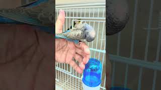 Blackface blackwing combo budgies