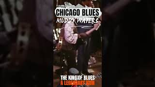 Chicago Blues 🔥 Raw Electric Blues   #Shorts #ChicagoBlues #ElectricBlues