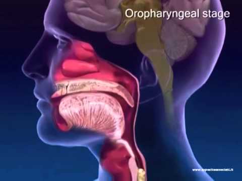 LE FASI DELLA DEGLUTIZIONE