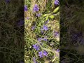 WHAT DO YOU CALL THIS FLOWER...?