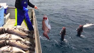 Amazing Automatic Longline Fishing Net Catch Giant Fish - Awesome big catching on the sea