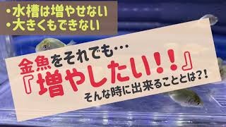 【金魚】水槽はいっぱいだけど、もう1匹増やしたい！！