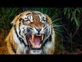 Feel the power of angry siberian iger  bulgaria  sofia zoo