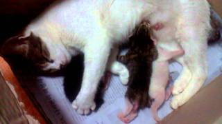 /mnt/sdcard/DCIM/Camera/video-2011-08-01-20-20-10.3gp