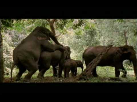 480px x 360px - Elephants mate up to five time a day, Rate My Science - YouTube