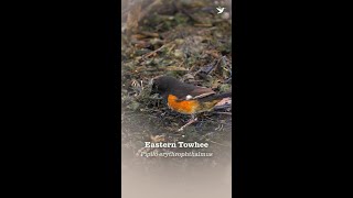 Eastern Towhee