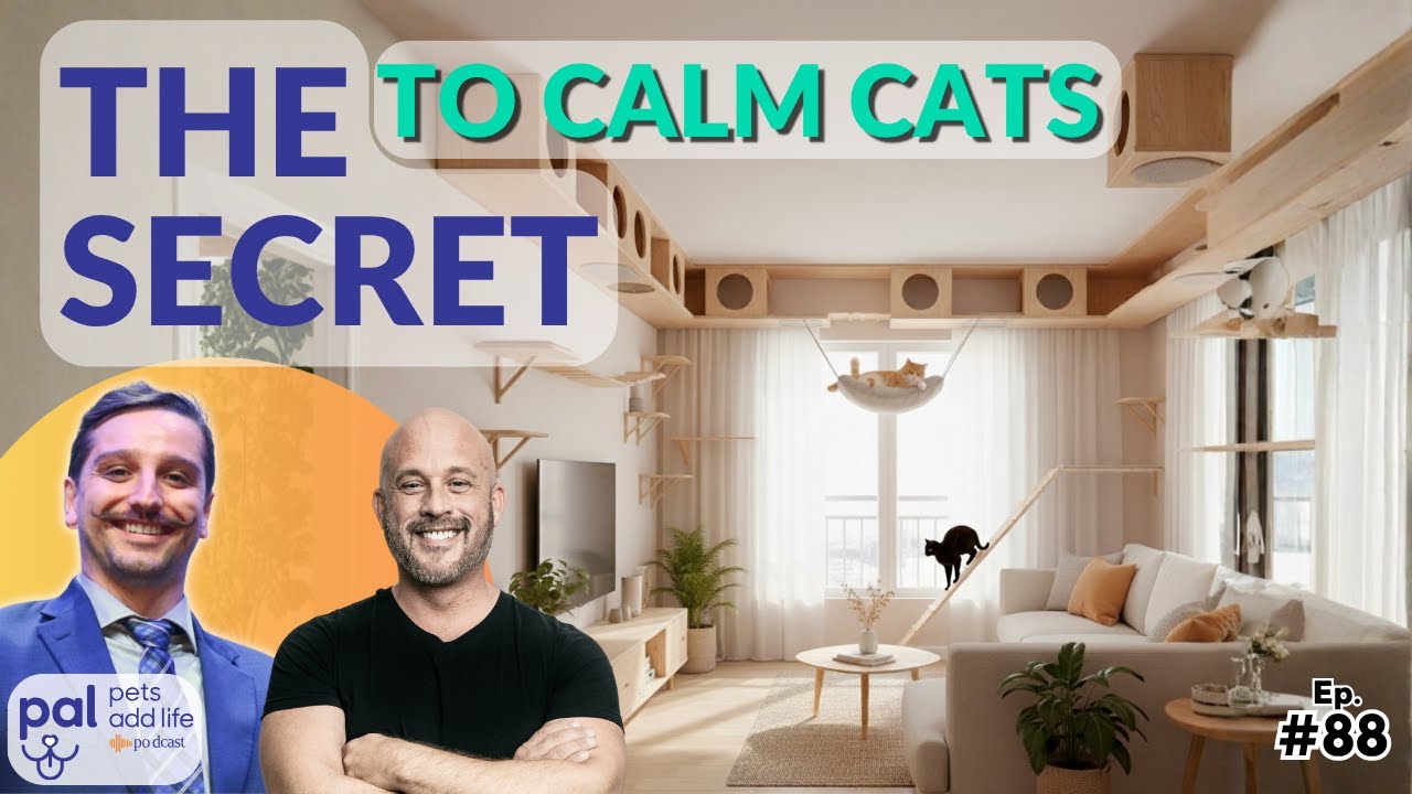 Why Your Cat Acts Out (and How to Fix It) with Jackson Galaxy | Pets Add Life Ep. 88