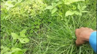 Peternak kambing untuk Pemula- kata kata motivasi tukang ngarit