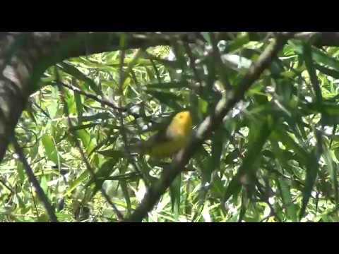 states in india North American Wildlife --- Wilson's Warbler foraging at Huntington Beach Central Park