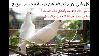 كل شي لازم تعرفه عن تربية الحمام - أفضل نظام غذائي للحمام وكيف نتعامل مع الزغلول